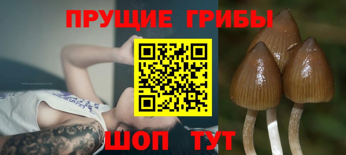 Ипатово  Псилоцибиновые грибы прущие грибы  Вход с VPN  Псилоцибиновые грибы ЛСД 